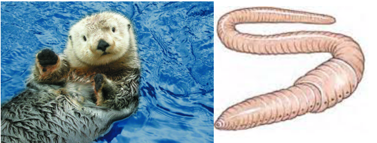 Symbiotic Relationships Sea Otters